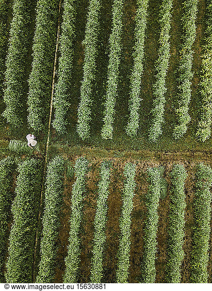 Aerial view of worker at farm  Bali  Indonesia