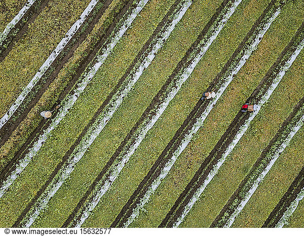 Aerial view of workers at farm  Bali  Indonesia