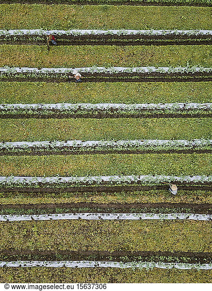 Aerial view of workers at farm  Bali  Indonesia
