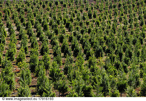 Aerial view over a Christmas tree farm  field of pine trees with gree growth.