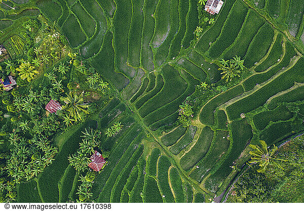 Aerial view taken directly above of Sambangan rice fields in Sukasada District; Buleleng  Bali  Indonesia