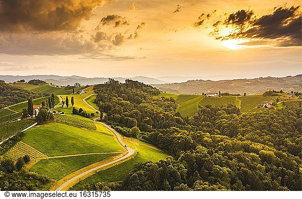 Aerial view  Vineyards in the evening light  South Styria  Austria  Europe