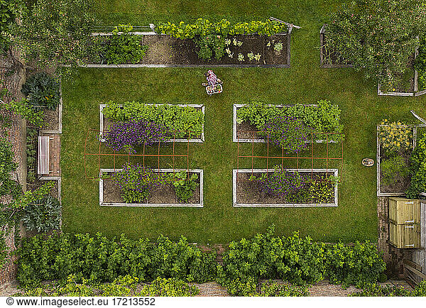 Aerial view woman harvesting vegetables in garden with raised beds