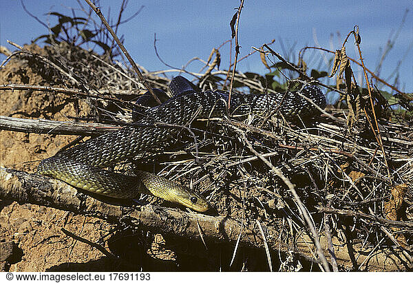 Aesculapian Ratsnake moving ; South west Europa