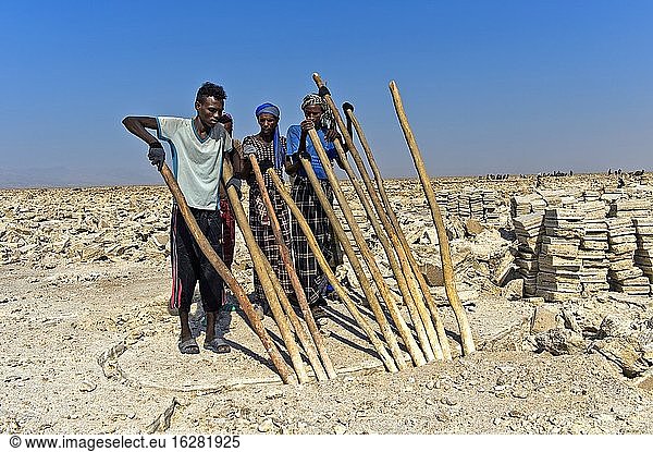 Afar salt workers  called Focolo  breaking with wooden crowbars salt blocks from the salt crust of Lake Assale  traditional mining of salt at the Assale salt lake  near Hamadela  Danakil Depression  Afar Region  Ethiopia.