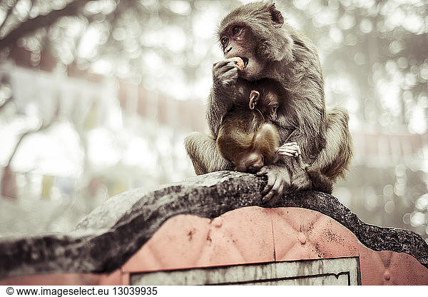 Affe isst Obst  während er mit dem Baby auf der Stützmauer sitzt