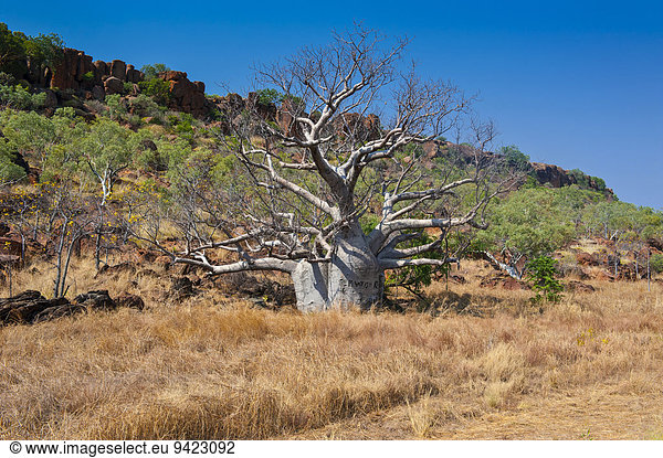 Affenbrotbaum (Adansonia sp.) im Outback  Northern Territory  Australien