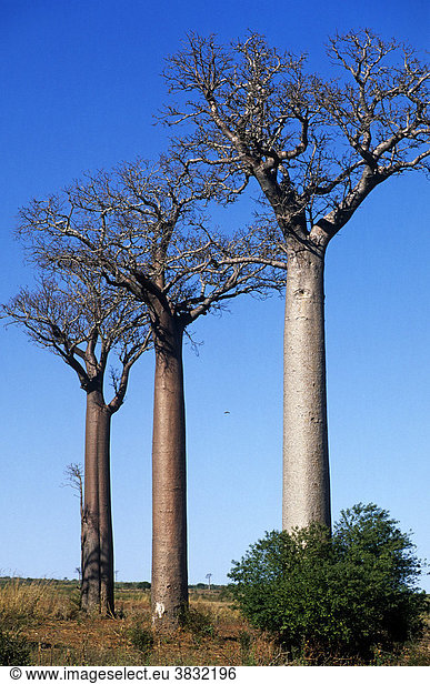 Affenbrotbaum (Baobab  Magnoliophyta  Magnoliopsida  Malvales  Malvaceae)  Madagaskar