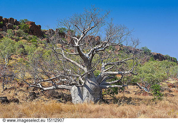Affenbrotbaum im Outback des Northern Territory  Australien