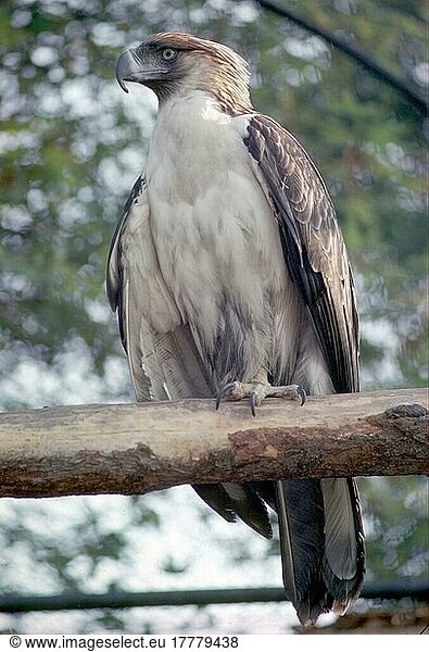 Affenfressender Adler (Pithecophaga jefferyi)  erwachsen  auf einem Ast sitzend