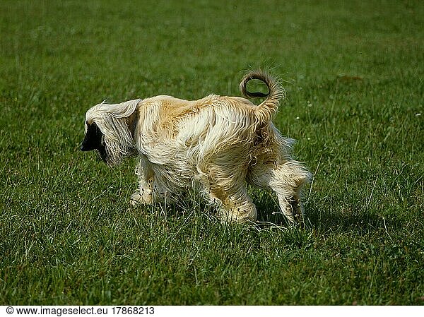Afghane  Windhund Afghanischer Windhund Balutschi-Windhund