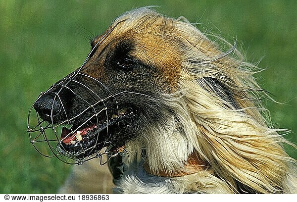 AFGHANISCHER HUND  PORTRAIT EINES ERWACHSENEN MIT MAULKORB