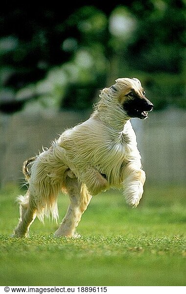Afghanischer Windhund  adult laufend
