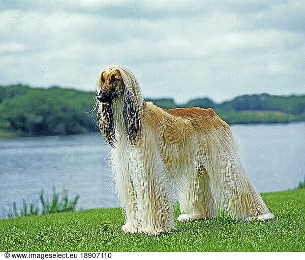 Afghanischer Windhund  adult stehend am See