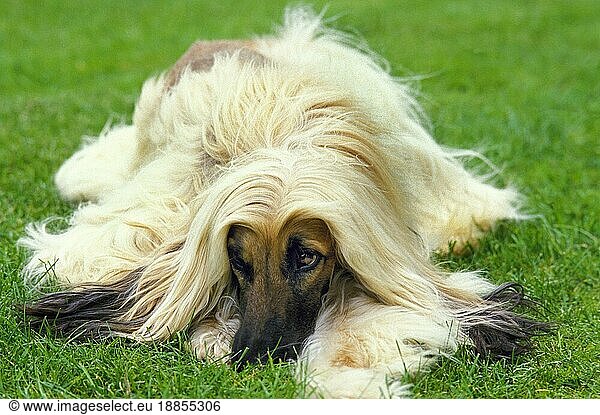 Afghanischer Windhund  Erwachsener Hund  der auf Gras liegt