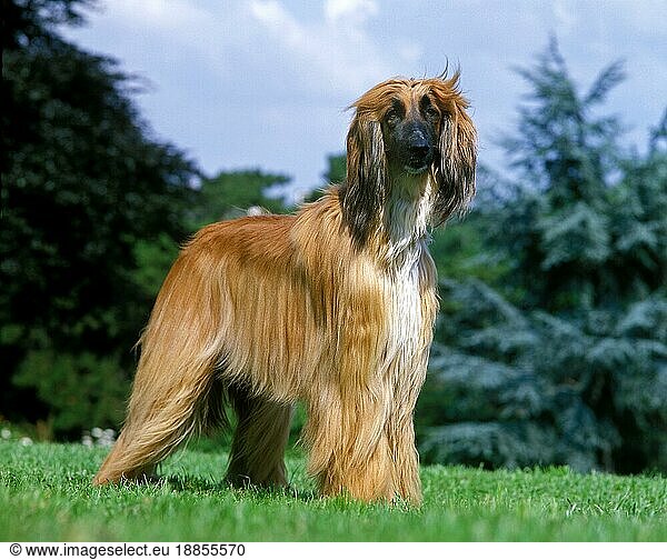 Afghanischer Windhund  Erwachsener Hund stehend auf Gras