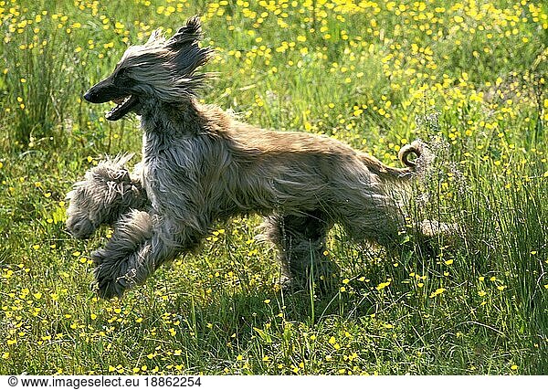 Afghanischer Windhund  Erwachsener läuft durch Blumen