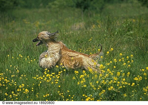 Afghanischer Windhund  Erwachsener läuft durch Blumen