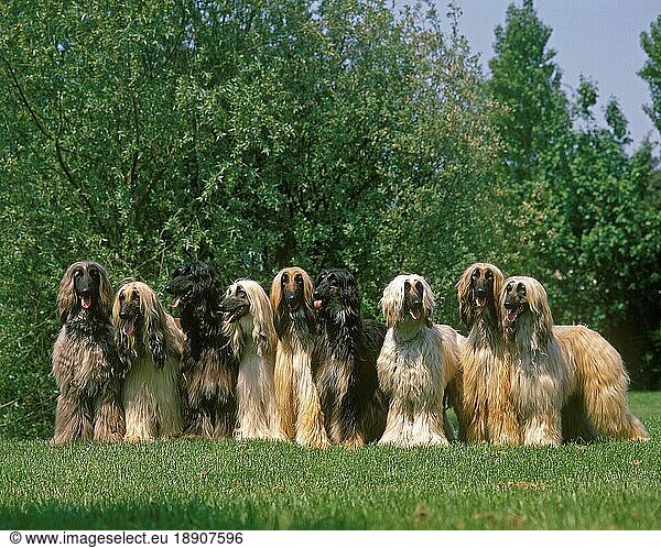 Afghanischer Windhund  Hund auf Rasenfläche