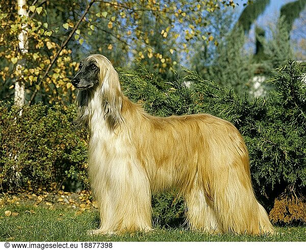 Afghanischer Windhund  Hund stehend auf Rasen