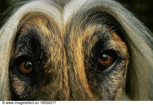 Afghanischer Windhund  Nahaufnahme des Kopfes