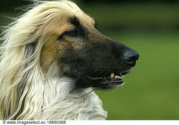 Afghanischer Windhund  Porträt eines Erwachsenen