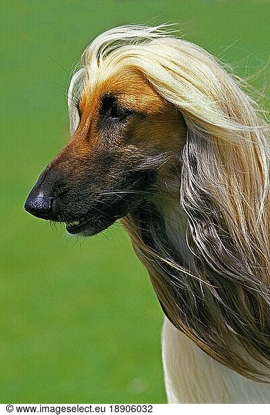 Afghanischer Windhund  Porträt eines Erwachsenen