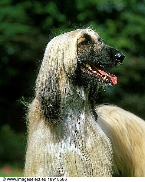 Afghanischer Windhund  Porträt eines Erwachsenen