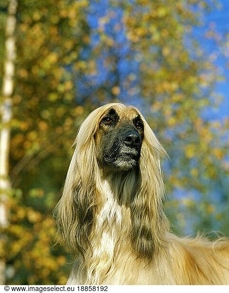 Afghanischer Windhund  Porträt eines Hundes