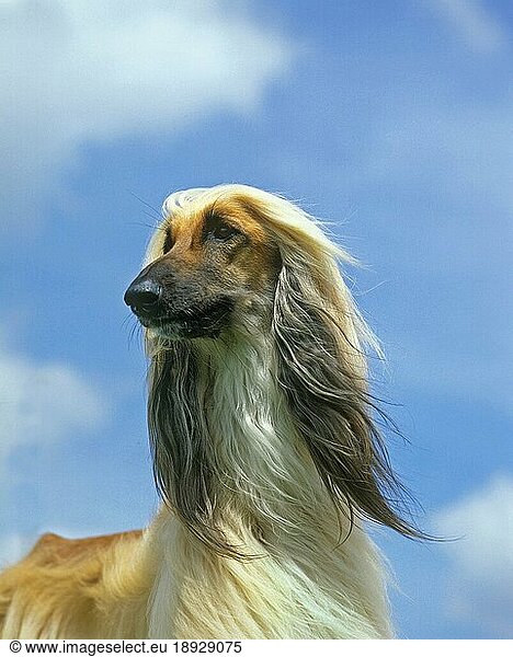 Afghanischer Windhund  Portrait eines Erwachsenen gegen blauen Himmel