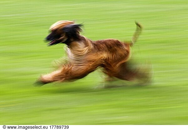 Afghanischer Windhund  Rüde  auf Coursing-Parcours  Afghane