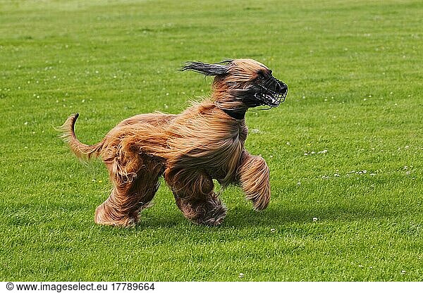 Afghanischer Windhund  Rüde  auf Coursing-Parcours  Afghane  Maulkorb