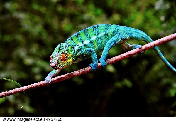 Africa Africa, Madagascar, Nosy Komba, male panther chameleon, Furcifer