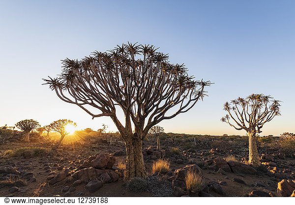 Africa,  Namibia,  Keetmanshoop,  Quiver Tree Forest at sunrise