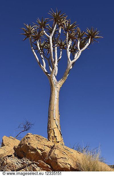 Africa,  Namibia,  Quiver tree,  Aloe dichotoma