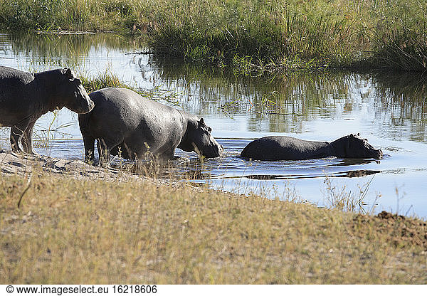 Africa  Botswana  Okavango Delta  Hippopotami (Hippopotamus amphibius) crossing river