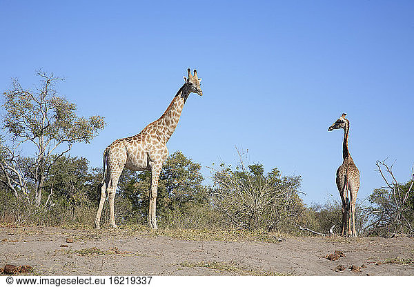 Africa  Botswana  Okavango Delta  Two giraffes