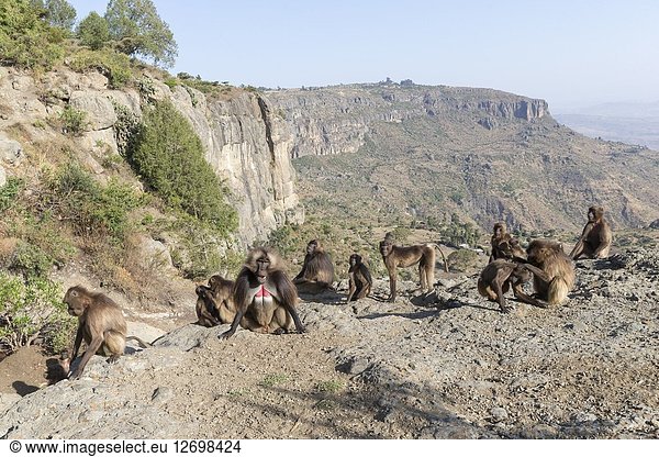 Africa  Ethiopia  Rift Valley  Debre Libanos  Gelada or Gelada baboon (Theropithecus gelada)  group of females with young and male near the cliff where they spend the night.