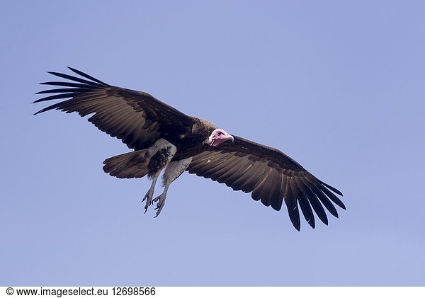 Africa  Ethiopia  Rift Valley  Debre Libanos  Hooded Vulture (Necrosyrtes monachus)  in flight.