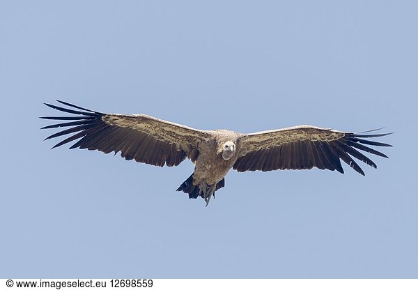 Africa  Ethiopia  Rift Valley  Debre Libanos  White-backed vulture (Gyps africanus)  in flight.