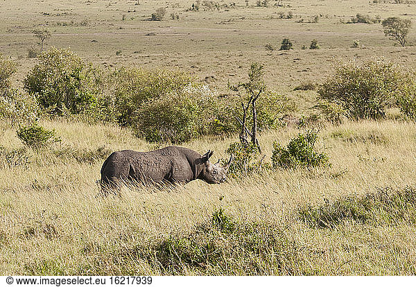 Africa  Kenya  Black rhinoceros in Maasai Mara National Park