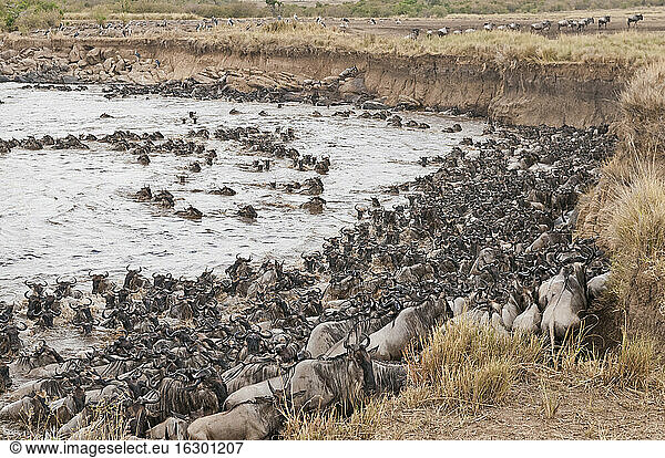 Africa  Kenya  Maasai Mara National Park  A herd of Blue or Common Wildebeest (Connochaetes taurinus)  during migration  wildebeest crossing the Mara River