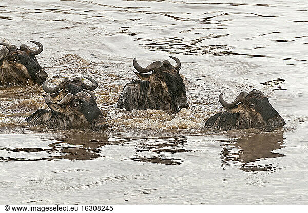 Africa  Kenya  Maasai Mara National Park  Close-up of a group of Wildebeests (Connochaetes taurinus) swimming through the Mara River
