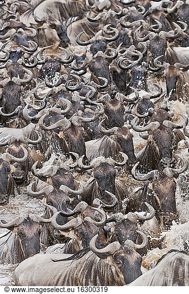 Africa  Kenya  Maasai Mara National Park  Close-up of Blue or Common Wildebeest (Connochaetes taurinus)  during migration  wildebeest crossing the Mara River