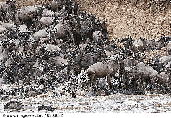Africa  Kenya  Maasai Mara National Park  herd of blue wildebeests (Connochaetes taurinus) and zebras try to get out of the Mara river