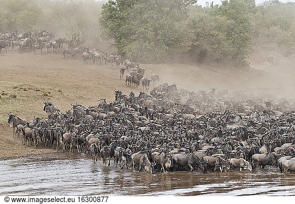 Africa  Kenya  Maasai Mara National Park  herd of blue wildebeests (Connochaetes taurinus)  Gnu migration  jostling on the bank of the Mara River