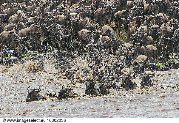 Africa  Kenya  Maasai Mara National Reserve