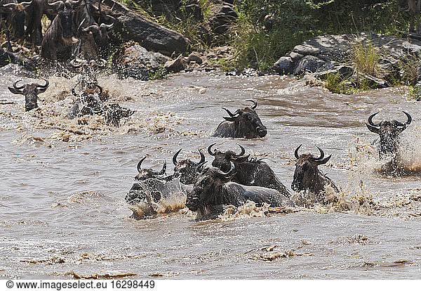 Africa  Kenya  Maasai Mara National Reserve  A group of Blue Wildebeest (Connochaetes taurinus) crossing the Mara River