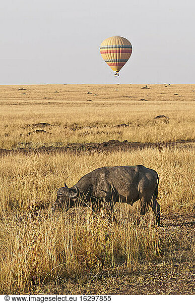 Africa  Kenya  Maasai Mara National Reserve  African Buffalo or Cape buffalo (Syncerus caffer) in in the tall grass  in front of a hot air balloon