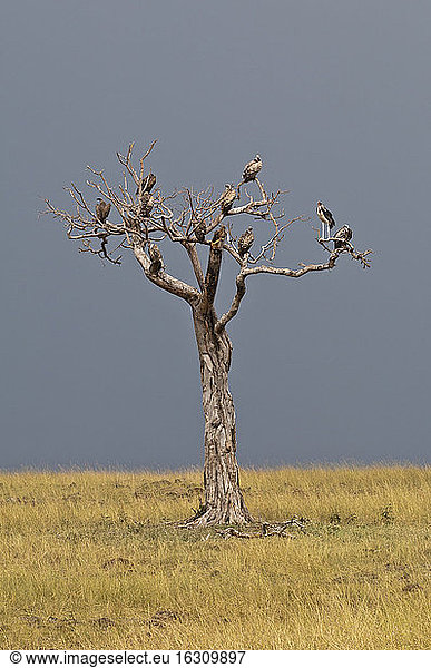 Africa  Kenya  Maasai Mara National Reserve  bare tree with various species of vultures